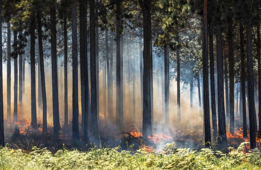 TIPPS DER WALD WILL GERETTET WERDEN Der Zustand der Wälder ist alarmierend. Noch nie seit Beginn der Erhebungen sind so viele Bäume in Deutschland abgestorben wie im Jahr 2020.