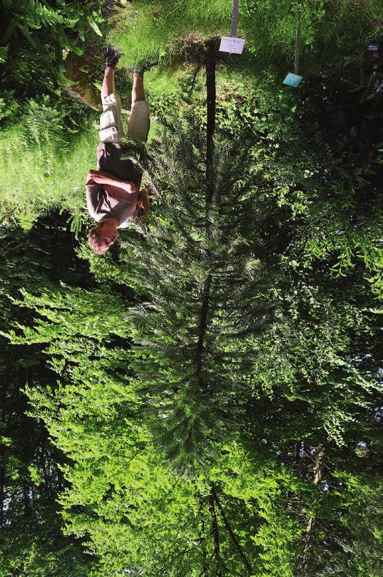 Vielfalt seltener Baumarten Die eigentlich als frostempfindlich geltenden Küstenmammutbäume (Sequoia sempervirens) haben mittlerweile eine Höhe von bis zu 40 Metern erreicht und lassen die künftigen