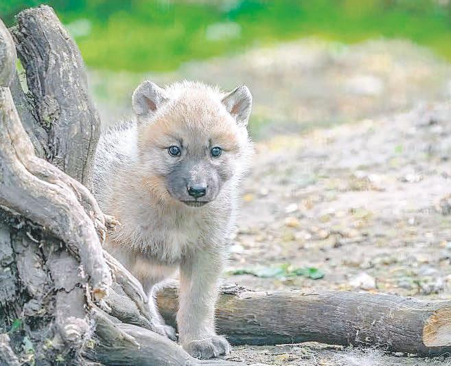 Unsere Servale sind ebenfalls Eltern zweier wunderschöner, frecher kleiner Mädchen geworden und natürlich gab