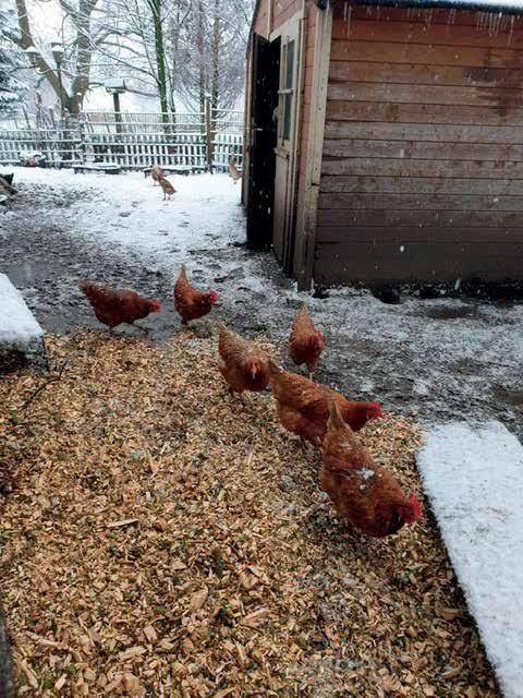 Meine Hühner - ROSA, TOSCA, CARMEN... Gesund und munter laufen die Hühner des Morgens früh im Hühnerhof umher. Ich verteile dann ihr Frühstück: Brotkrumen.