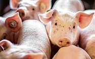 Die Schweineerzeuger sind wegender seitjahren niedrigenpreise für das Fleisch unter Druck geraten. Mathias Schlumberg aus Unterweiler berichtet von den öten der Landwirte.