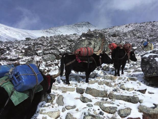 Sektion Unterwegs Yaks auf dem Weg zum Mount Everest Basecamp In den nächsten Tagen ging es weiter nach Gorak Shep (ca. 5.160 m).