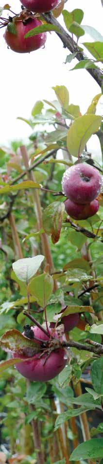 Freie Zeit Die Äpfel sind reif. Obst aus eigenem Anbau Die Selbstversorgung erlebt einen neuen Hype. Obst wächst aber nicht nur im eigenen Garten, sondern auch auf der Terrasse oder dem Balkon.