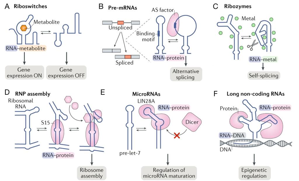 12 Introduction Fig. 1.4 RNA molecules display a variety of functions. Figure adapted from [38].