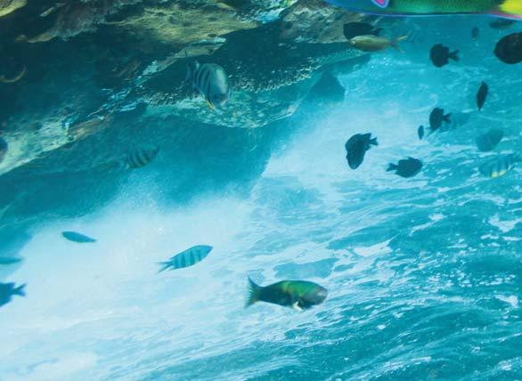 Ob wohl weniger als 1 % der Ozeane von Koral - len riffen bedeckt sind, beherbergen die Riffe ein Viertel aller bekannten Arten und weisen damit mit Abstand die höchste