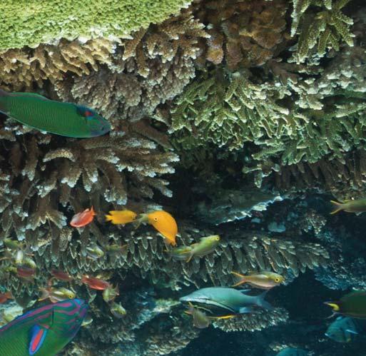 Korallenriffe aufmerksam, mit sehr unterschiedlicher Resonanz.