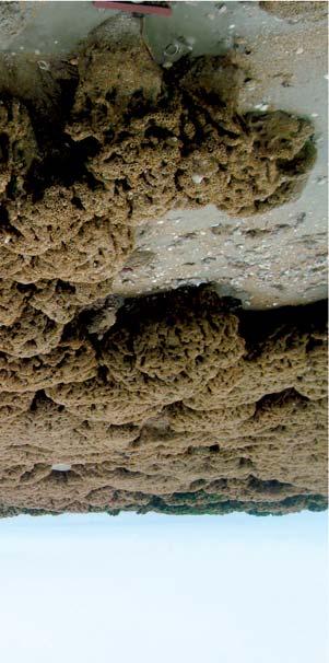 bankartige Strukturen. Fossiler Riffkalk aus dem Silur mit Korallenästen und Muschelschalen.