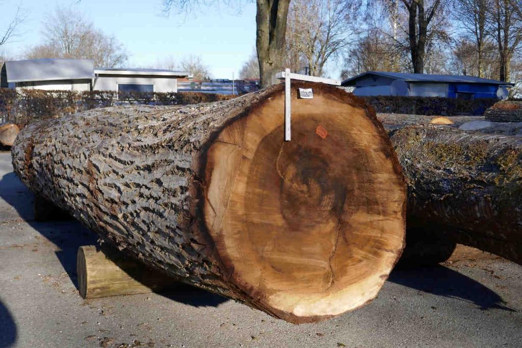 Zweitbester Stamm der  2022 Nußbaum,