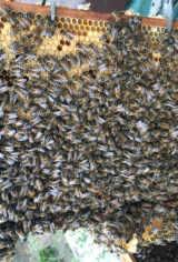 de Nach Vereinbarung Honige aus eigener Imkerei weitere Imkereierzeugnisse Unsere Bienenvölker stehen in unmittelbarer Nachbarschaft zu einem Biotop und