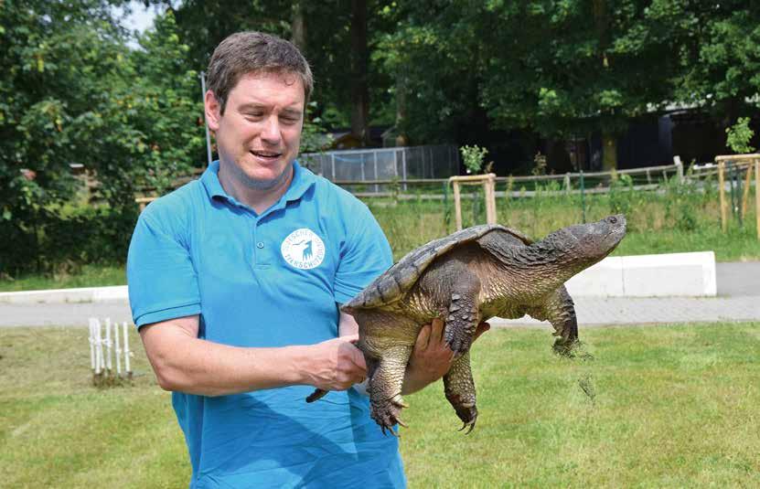 26 OBEN Patrick Boncourt, Reptilienexperte und stellvertretender Leiter des Tierschutzzentrums Weidefeld, hält Schnappschildkröte Morla im Sicherheitsgriff. ein veterinärmedizinischer Check statt.