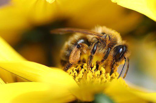 Rolle der Bienen