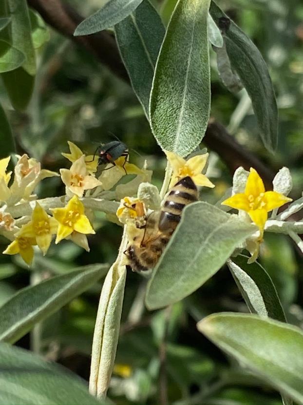 Bestäubung Die Bienen fliegen von Blume zu Blume. Mit ihrem Rüssel saugen sie den Nektar aus den Blüten heraus - sie sammeln Blütenpollen und Nektar.