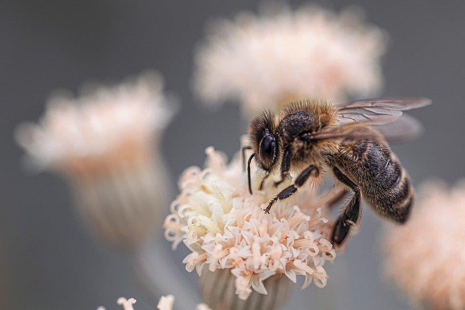Bienentypen Bienen sind mit den Hummeln die wichtigsten Bestäuber für die Pflanzen. Sie gehören zu den Insekten und damit zu den Gliedertieren.