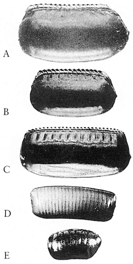 46 IV Gliederfüßer, Arthropoda A B C D E Abb. 27: Eikokons der Hausschaben, alle etwa 3 vergr. A Blatta orientalis, B Periplaneta americana, C P.