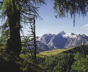 Gipfelvegetation In diesem Projekt wird unter der Leitung des Instituts für Ökologie und Naturschutz der Universität Wien der Einfluss der Klimaerwärmung auf die Höhenverteilung von alpinen Pflanzen
