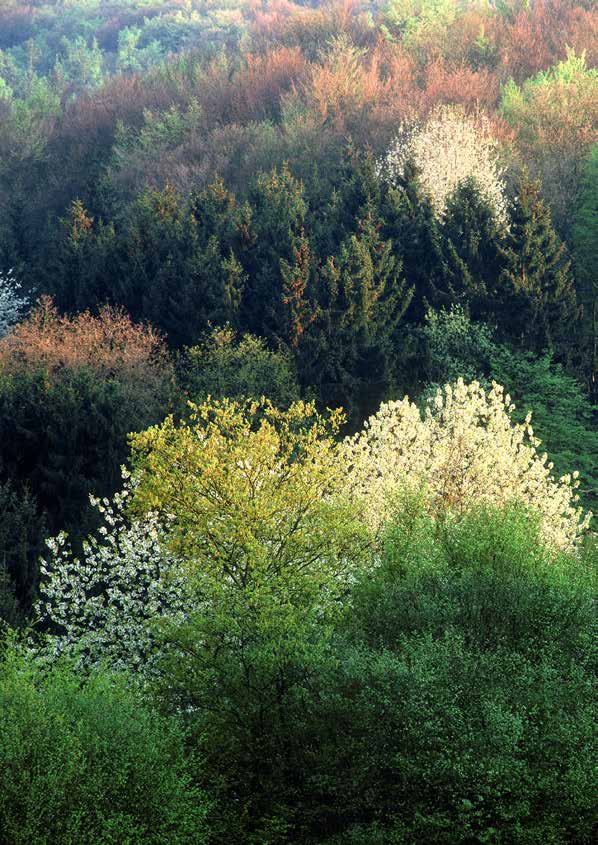 Bundeswaldinventur und Waldentwicklungs- und Holzaufkommensmodellierung im Internet www.bundeswaldinventur.de Hier finden Sie den Bericht und ausgewählte Ergebnisse der dritten Bundeswaldinventur.