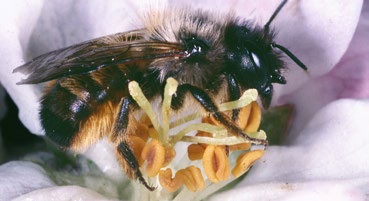 Bei den landwirtschaftlichen Hauptkulturen sticht der Raps als hochwertige Trachtpflanze hervor. Er bietet den Honigbienen ein sehr gutes Nektar- und Pollenangebot.