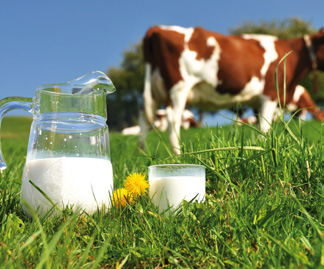 Diese zehn Monate werden Laktationszeit genannt. Gleich nach der Geburt des Kalbes gibt eine Kuh einige Liter mehr, gegen Ende der Laktationszeit einige Liter weniger Milch.