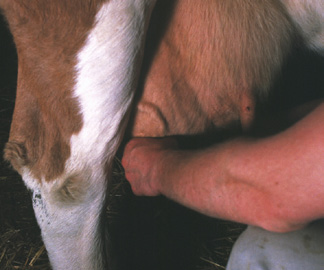 Zitzenprobe Die ersten Milchstrahlen werden in einen Vormelkbecher gemolken und kontrolliert. 3. Anrüsten Das Euter und die Zitzen werden leicht massiert. Dadurch wird die Kuh melkbereit. 4.