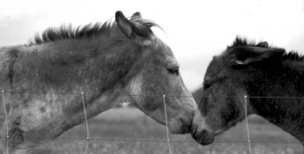 Das Sexualverhalten von Eseln zeigt deutliche Unterschiede zu dem des Pferdes: u. a.
