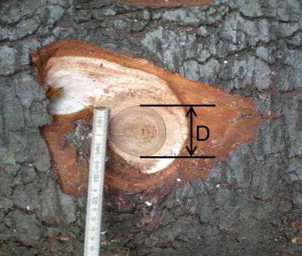 angegeben in cm/m: Abholzigkeit = (D1 D2) / L in cm/m zu beachten: Der Durchmesser ist mindestens 50 cm von den Stammenden zu messen, bei Erdstammstücken