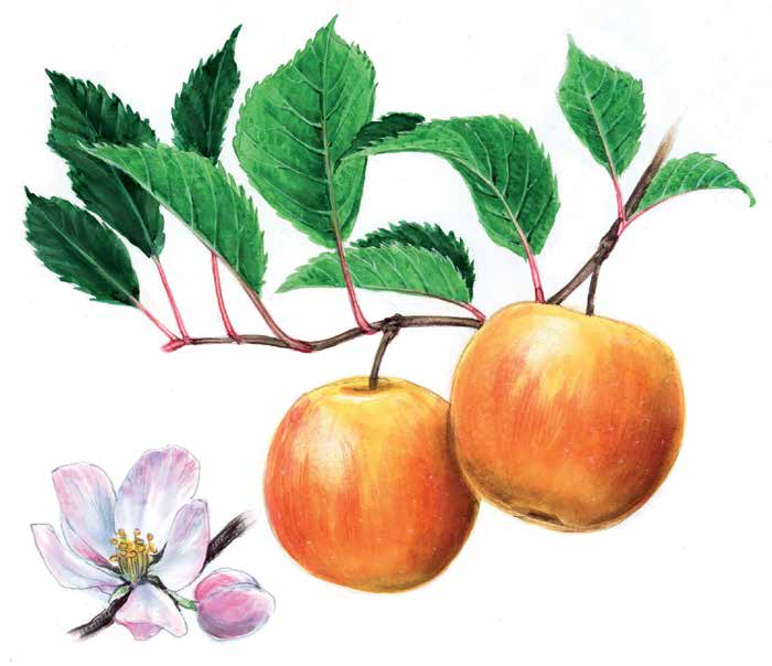 66 Der Apfel Malus domestica STECKBRIEF Sorten: ca. 1.500, davon ca. 40 im Erwerbsanbau Erntemengen: ca. 900.