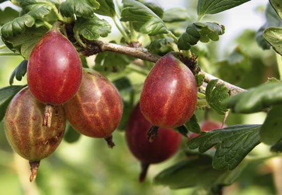 Viele einst wichtige Kultursorten von Tomaten, Äpfeln und anderen Fruchtund Gemüsearten sind aus dem erwerbsmäßigen Anbau verschwunden.