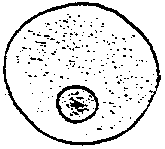 Der Engländer Robert Hooke fand mit dem Mikroskop heraus, dass Kork (Rinde der Korkeiche) aus kleinen Kämmerchen aufgebaut ist; er bezeichnete sie als Zellen. Im 19.