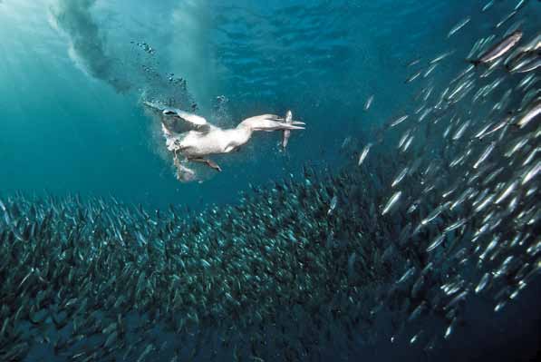 Die Bedeutung der Meeresfische < 13 1.2 > Auch aus der Luft droht Sardinen Gefahr, gefressen zu werden.