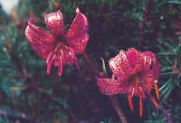 Die Bestäubung erfolgt durch Nachtfalter, die duftgelenkt die Blüten anfliegen. Ökologisches Gleichgewicht Nachtfalter dienen nicht nur als Nahrung oder zur Bestäubung von Blüten.