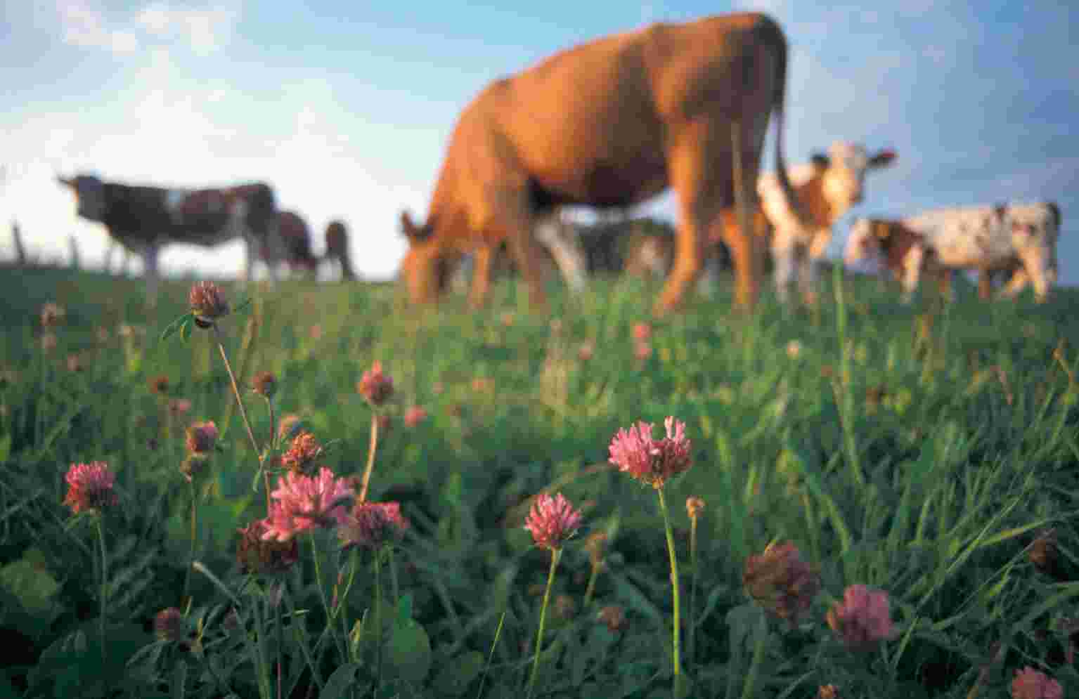 Quellen und weiterführende Literatur: [1] ktbl und bioland (Hrsg.) (2006): Gesunde Milchkühe im Ökologischen Landbau ein Leitfaden für die Praxis.