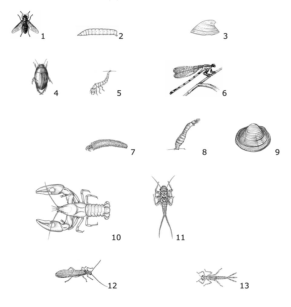 Fachbegriffe zur aquatischen Ökologie M3 Aufgabe 2: Schneiden Sie die einzelnen Tiere aus.