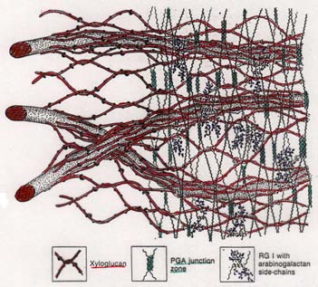1.9 Wie das Strecken funktioniert Abbildung 1.27: Mehrere Netze bilden nach Carpita and Gibeaut (1993) die Zellwand bei Pflanzen.