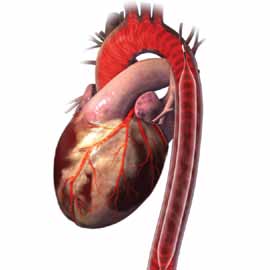 Ballonpumpentherapie Unterstützung für Ihr Herz Für Patienten mit bestimmten Herzbeschwerden ist die intraaortale Ballonpumpe ein effektives Hilfsmittel, das das Herz bei seiner Arbeit unterstützt.