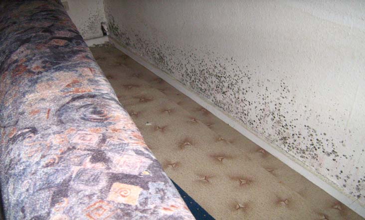 Schimmelpilzbefall in Wohnräumen kann im Grundsatz auf Kondensfeuchte oder auf Feuchtigkeit durch Bauschäden zurückgeführt werden.