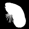 Bestand) mit Ringwaden, pelagischen Schleppnetzen Miesmuschel Mytilus chilensis, edulis, galloprovincialis Sardine Sardina pilchardus AK Öko-AK aus Vietnam