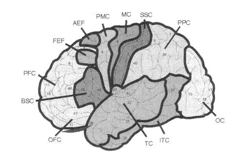 und afferenter Verbindungen. Als einziges Gehirnareal erhält der PFC über verschiedene Assoziationsfelder Informationen von allen sensorischen Modalitäten.
