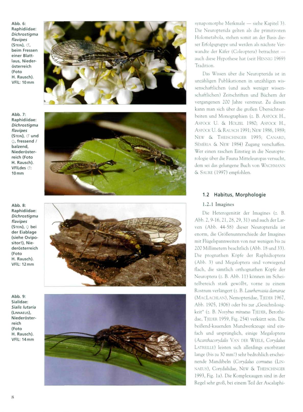 Abb. 6: Raphidiidae: Dichrostigma flavipes (STEIN), Cf, beim Fressen einer Blattlaus, Niederösterreich H. Rausch). VFIL: 10 mm Abb.