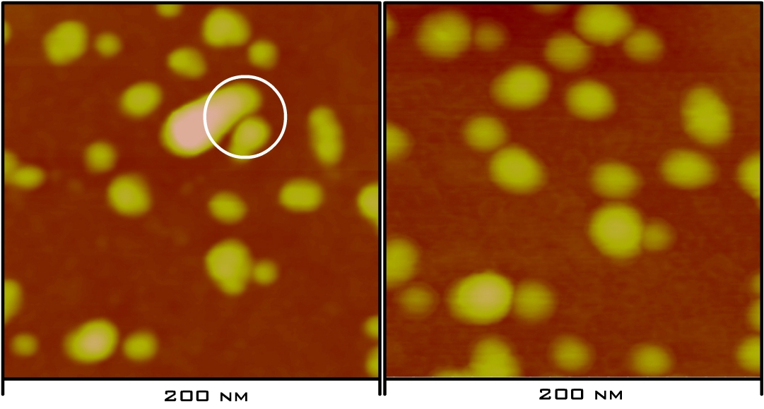 58 KAPITEL 5: MANIPULATION VON NANOPARTIKELN Abbildung 5.5: AFM-Aufnahme an kolloidalen Au-Partikeln mit einem Durchmesser von 10 nm.