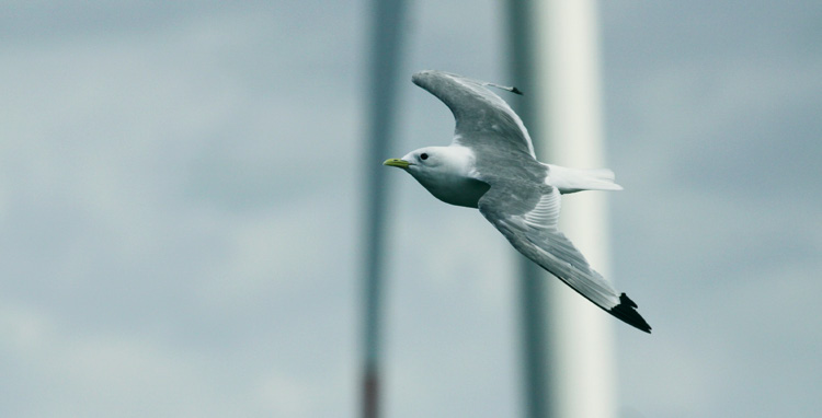 WINDENERGIE 23 Offshore-Windparks umweltverträglich bauen Im Projekt HELBIRD untersucht die Christian-Albrechts- Uni versität zu Kiel mögliche Auswirkungen von Offshore- Wind parks (OWP) auf Seevögel