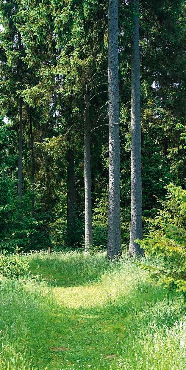4. Quer durch Schleswig-Holstein: Nadelwald Entstehung Auch in Schleswig-Holstein hat es in der Vergangenheit Übernutzungen der Wälder gegeben, die zu Störungen des Stoffkreislaufes zwischen der