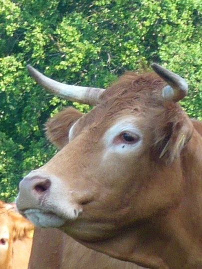 Wie sehen Rinder? Mit den Augen des Tieres im Stall und auf der Weide Prof. K.
