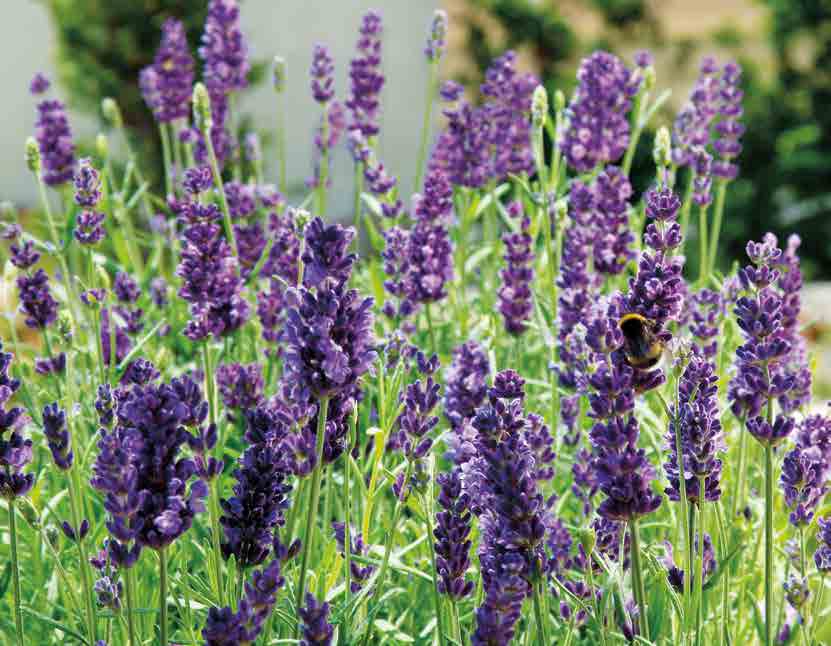 Unser Lavendel Lavandula angustifolia Aromatisch duftende, violettblaue Blüten von Juni