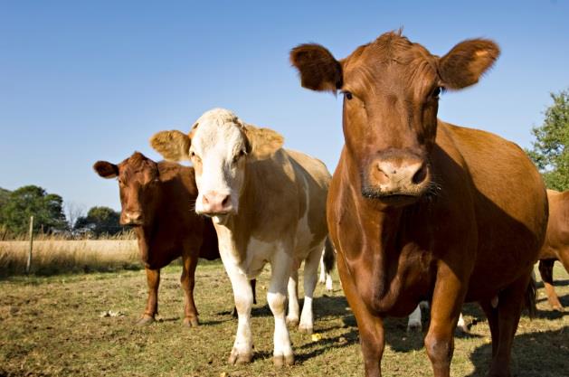 Wichtige Rohstoffe (VI) Viehwirtschaft: Lebendrind, Mastrind, Butter, Milch, Merkmale: Saisonalitätseffekte Substitutionseffekte Einfluss von
