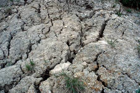 Oberflächenschutz: Ansaaten Erosion auf offenen Böden Begrünung mit