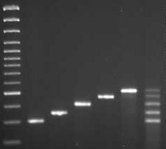 Genotypische Detektion von ESBL/AmpC PCR and Sequenzierung der ESBL- und AmpC-Gene Bsp. ESBL-Multiplex-PCR M 1 2 3 4 5 MP Bsp.: AmpC-Multiplex-PCR M 1 2 3 4 5 MP bla TEM bla SHV bla CTX-M MOX A.h. EBC E.
