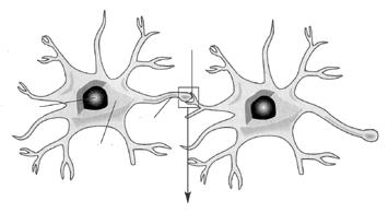 Dendrit Synapse Axon Zellkörper Schwann-Zelle Zellkern Myelinscheide -> Myelinhülle Abb. 5 Neuron schematisch Jedes Neuron wird durch seine Membran umschlossen.
