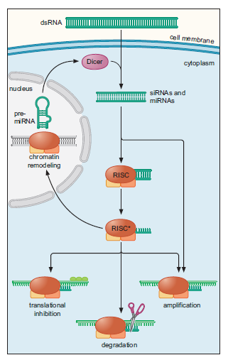 WS 2013/2014 Practical Course mirna & regulation of gene expression in plants RNAs global regulators of gene expression in eukaryots.
