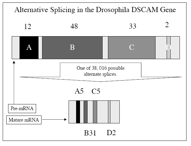 Beim DSCAM-Gen (115 Exons) gibt es bis zu 38.