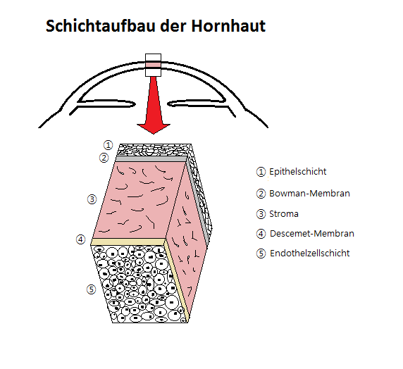9 Abbildung 2: (A.2) Darstellung der Hornhaut (Querschnitt), die aus 5 verschiedenen Schichten besteht.
